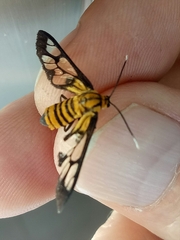 Amata grotei