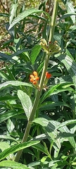 Leonotis leonurus