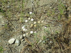 Chaenactis douglasii