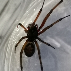 Steatoda nobilis