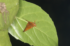 Euriphellus euribates