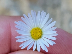 Erigeron modestus