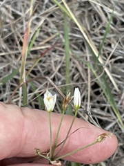 Nothoscordum bivalve