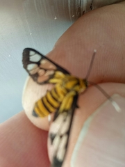Amata grotei