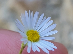 Erigeron modestus