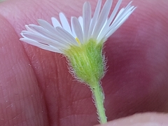 Erigeron modestus