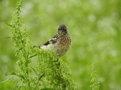 Saxicola torquatus
