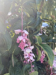 Medinilla magnifica