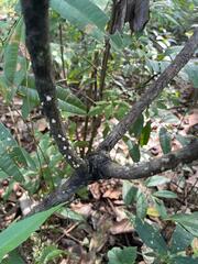 Zanthoxylum rhoifolium