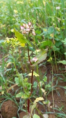 Fagopyrum esculentum