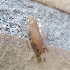 Synophropsis lauri