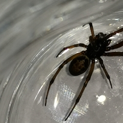 Steatoda nobilis