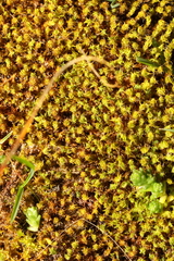 Syntrichia ruraliformis