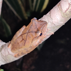 Polypedates occidentalis