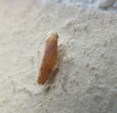Synophropsis lauri