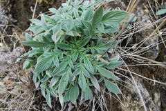 Phacelia imbricata