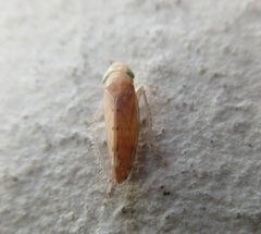 Synophropsis lauri