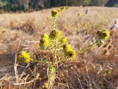 Holocarpha macradenia