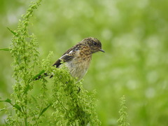 Saxicola torquatus