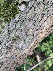 Crataegus monogyna