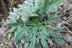 Phacelia imbricata