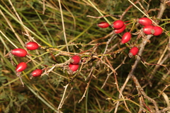 Rosa canina