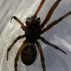 Steatoda nobilis