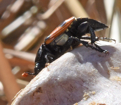 Nicrophorus marginatus
