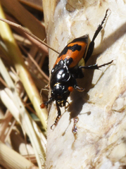 Nicrophorus marginatus