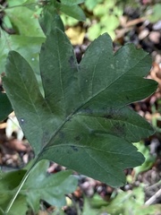 Crataegus monogyna