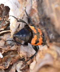 Nicrophorus marginatus