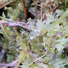 Lophocolea bidentata