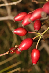 Rosa canina