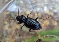 Nebria