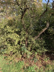 Crataegus monogyna