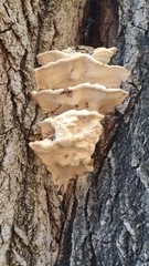 Rigidoporus ulmarius