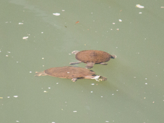 Phrynops geoffroanus