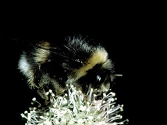 Bombus lucorum