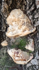 Rigidoporus ulmarius