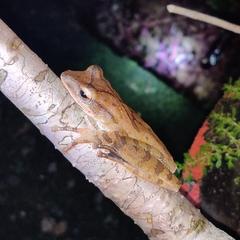 Polypedates occidentalis