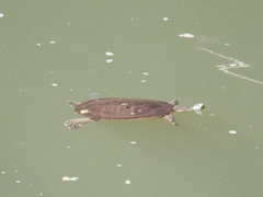 Phrynops geoffroanus