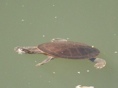 Phrynops geoffroanus