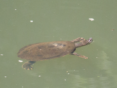 Phrynops geoffroanus