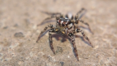 Plexippus setipes