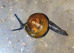 Macrochlamys hippocastaneum