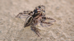 Plexippus setipes