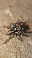 Plexippus setipes