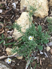 Erigeron modestus