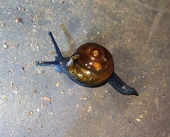 Macrochlamys hippocastaneum