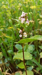 Fagopyrum esculentum